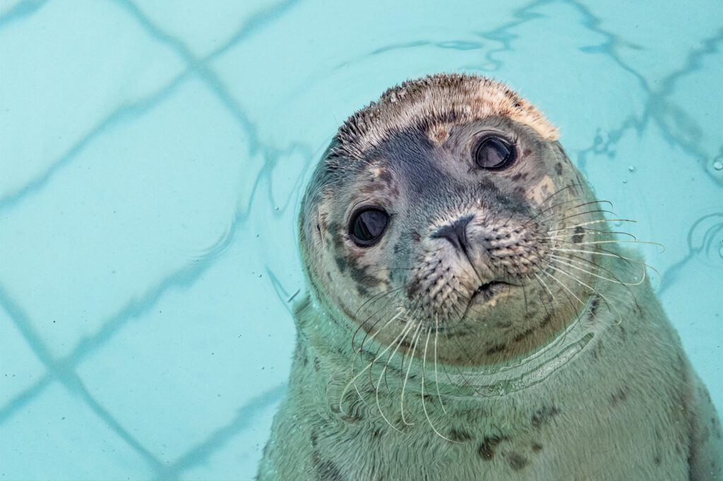 seal-gazing-at-the-camera-zeehondencentrum-pieterburen-photograph-martina-zilian