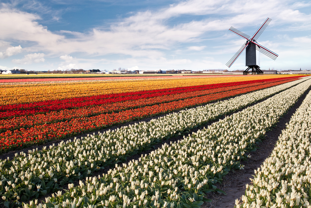 strolling-through-stunning-Windmill-on-a-field-of-red-white-tulips-in-the-Netherlands-panoramic-photography-blue-cloudy-sky