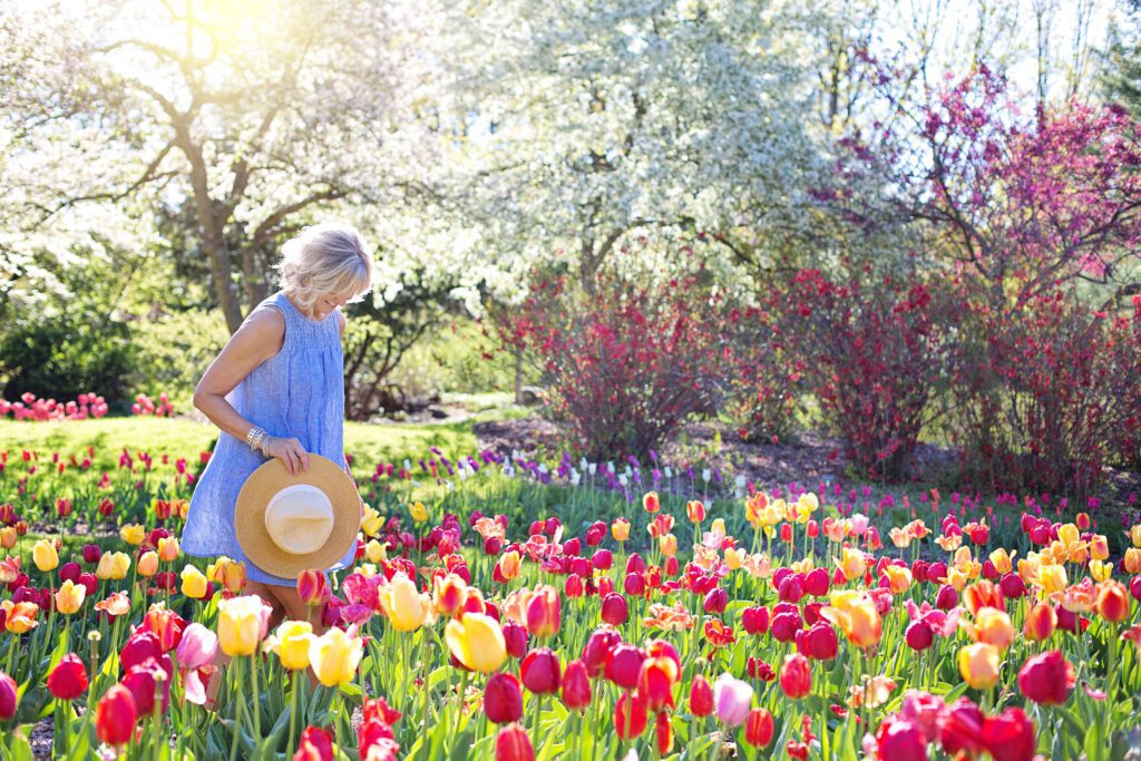 tulips-netherlands-spring-season-dutch